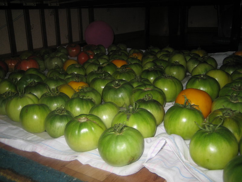 Знімаємо томати у серпні-вересні. В якій стиглості збирати, як зберігати